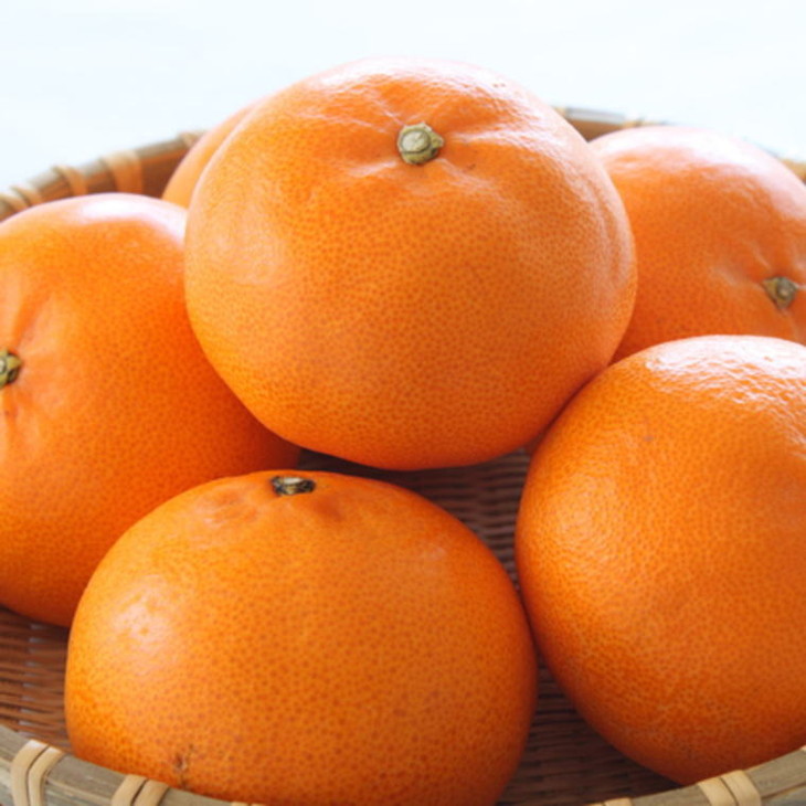 一度は食べていただきたい「有田産のせとか」約4kg～5kg（サイズおまかせ・青秀以上） ※2026年2月中旬～3月中旬頃に順次発送予定