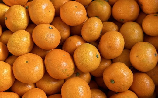 【秀品】 和歌山 有田みかん 5kg（2Sサイズ）
※2025年11月中旬～2026年1月中旬頃に順次発送予定