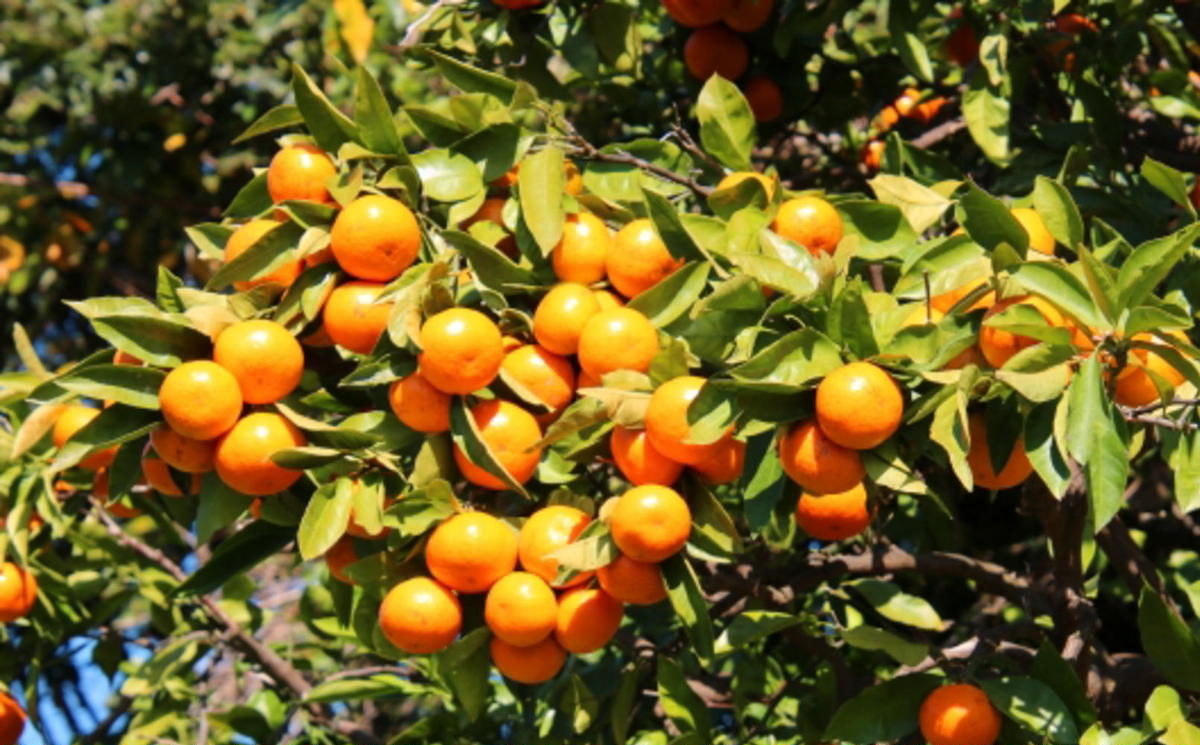 【秀品】 和歌山 有田みかん 5kg（2Sサイズ）
※2025年11月中旬～2026年1月中旬頃に順次発送予定