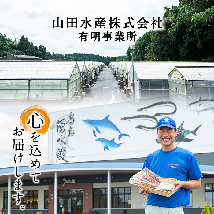鹿児島県志布志市のふるさと納税 【数量限定】超特大！鹿児島県産 山田水産の霧島湧水鰻(計1400g以上・236g以上×6尾) c5-039