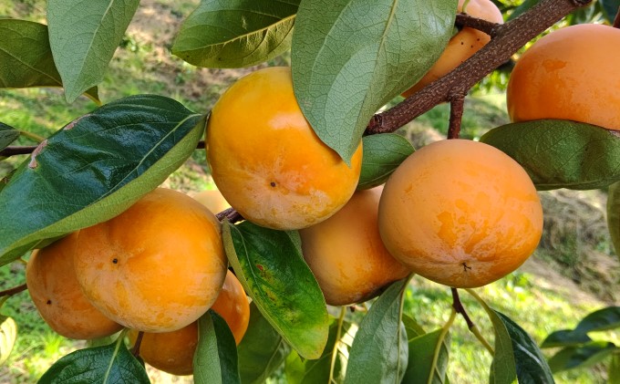 柿 冷蔵柿 11～12玉 ファームステーションバサロ 果物類 かき 