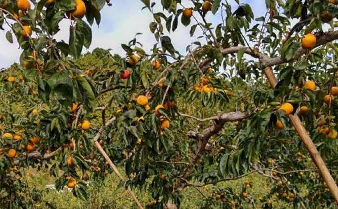 柿 冷蔵柿 11～12玉 ファームステーションバサロ 果物類 かき 