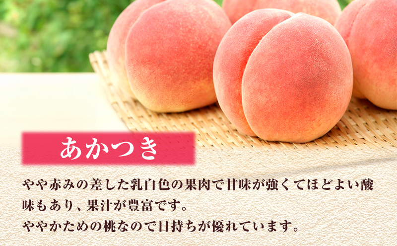 【 2026年 先行予約】 桃 岡山県産 あかつき 約1.5kg(5～7玉) 《2026年7月上旬-中旬頃出荷》 白桃 岡山 はくとう スイーツ フルーツ 果物 先行予約 数量限定 期間限定 岡山 里庄町 モモ もも 桃 