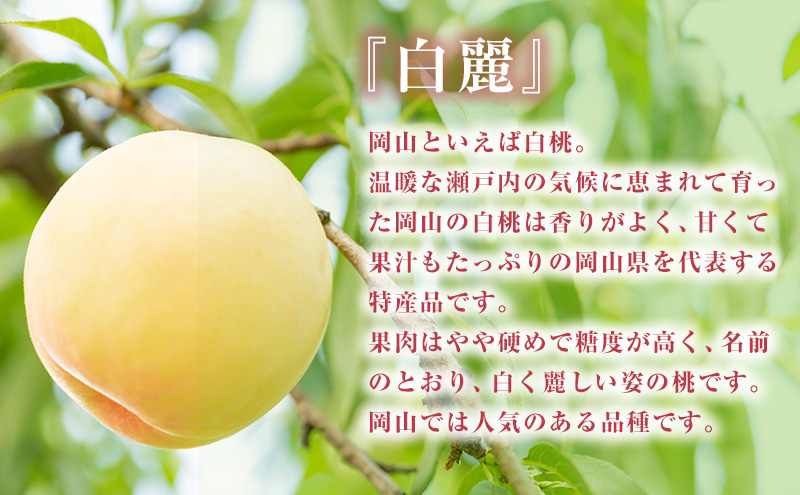 【 2026年 先行予約】 桃 岡山県産 白麗 （ 白桃 ） 約1.5kg （4～6玉） 《2026年7月下旬-8月中旬頃出荷》 白桃 岡山 はくとう スイーツ フルーツ 果物 先行予約 数量限定 期間限定 岡山 里庄町 モモ もも 桃 