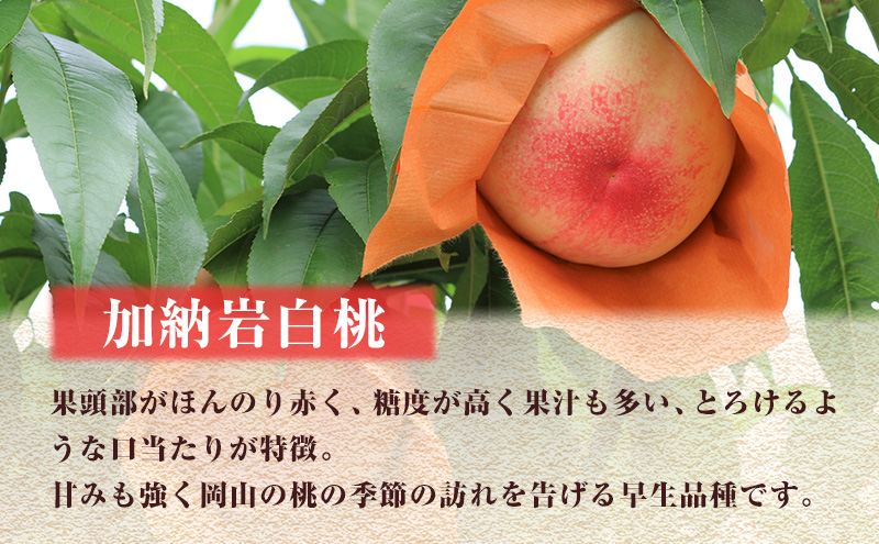 【 2026年 先行予約】 桃 岡山県産 加納岩 白桃 約1.5kg（5～7玉） 《2026年6月下旬-7月上旬頃出荷》 白桃 岡山 はくとう スイーツ フルーツ 果物 先行予約 数量限定 期間限定 岡山 里庄町 モモ もも 桃 
