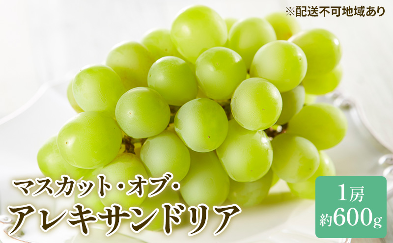 �y���R���ʖ�s�z�Ԃǂ� 2026�N ��s�\�� �}�X�J�b�g �E�I�u�E�A���L�T���h���A ��600g×1�[ �u�h�E ����  ���R���Y ���Y �t���[�c �ʕ� �M�t�g ���R�̃u�h�E �f�U�[�g �H�ו� ���{�Y