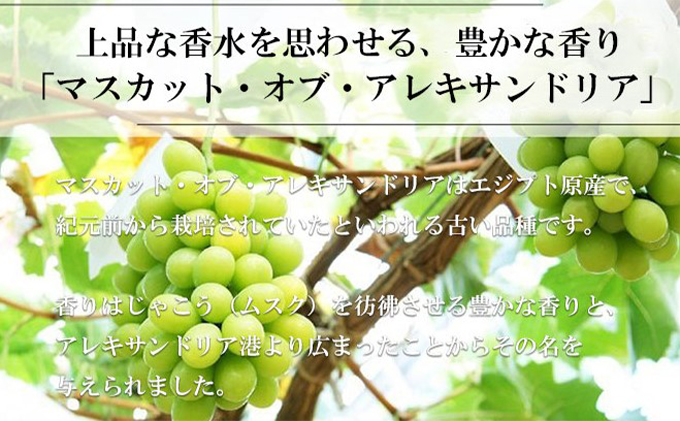ぶどう 2026年 先行予約 マスカット ・オブ・アレキサンドリア 約700g×1房  ブドウ 葡萄  岡山県産 国産 フルーツ 果物 ギフト 岡山のブドウ デザート 食べ物 日本産 