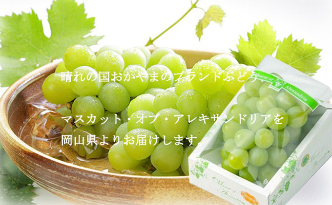 ぶどう 2026年 先行予約 マスカット ・オブ・アレキサンドリア 約700g×1房  ブドウ 葡萄  岡山県産 国産 フルーツ 果物 ギフト 岡山のブドウ デザート 食べ物 日本産 