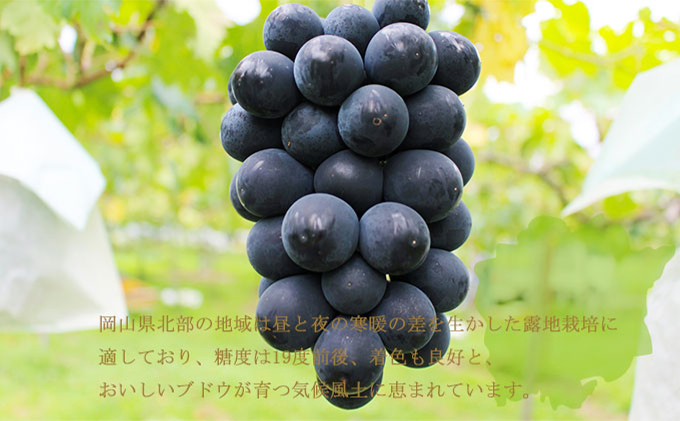 山葡萄樹皮　岩手県産2025 週末お値下げ 山葡萄樹皮 岩手県産2025 週末お値下げ | Shop at Mercari from