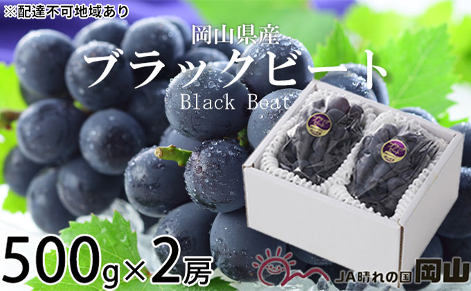 ぶどう 2026年 先行予約 ブラックビート 約500g×2房 ブドウ 葡萄  岡山県産 国産 フルーツ 果物 ギフト 岡山のブドウ デザート 食べ物 日本産 