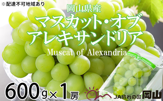 ぶどう 2025年 先行予約 マスカット ・オブ・アレキサンドリア 約600g×1房 8月下旬～9月下旬発送 ブドウ 葡萄  岡山県産 国産 フルーツ 果物 ギフト 岡山のぶどう 豊かな香り デザート 食後 