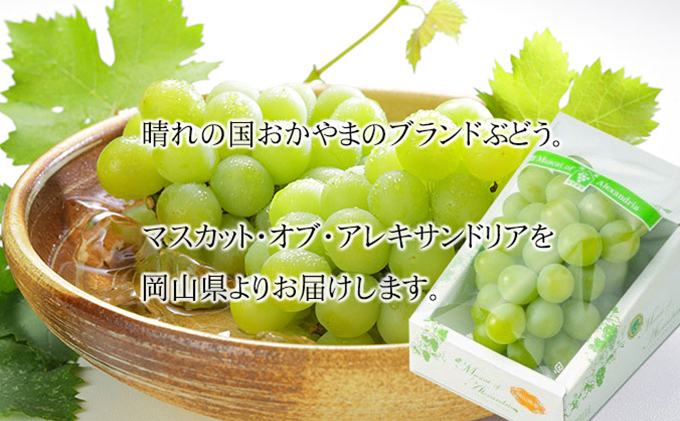 ぶどう 2026年 先行予約 マスカット ・オブ・アレキサンドリア 約600g×1房 8月下旬～9月下旬発送 ブドウ 葡萄  岡山県産 国産 フルーツ 果物 ギフト 岡山のぶどう 豊かな香り デザート 食後 