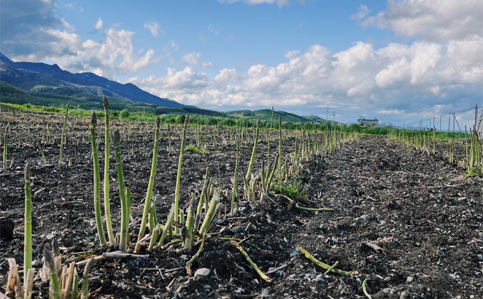 【2026年春発送】北海道 富良野産 アスパラガス M～2Lサイズ混合 約1.5kg 露地栽培 (山本農園) 野菜 新鮮 直送 朝採り アスパラガス 道産 北海道 ふらの 