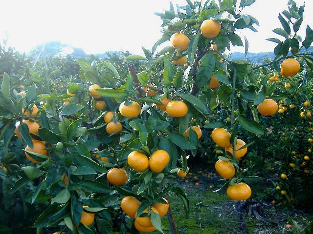 紀州有田みかん 秀品 約5kg(Ｌ・М・S)