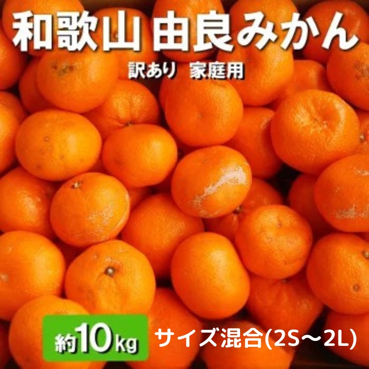 和歌山由良みかん 約10kg(2S～2L)サイズ混合【訳あり・家庭用】※離島への配送不可 ※2025年11月下旬～2026年1月中旬頃順次発送予定
