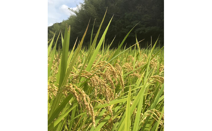 瀬戸内自然栽培 米粉 朝日米 5kg 粉もの 料理 調理 米100％ お菓子作り パン作り 米粉パン 良質 微細粒 自然栽培米使用 朝日米使用 