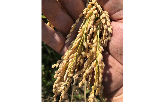 瀬戸内自然栽培 米粉 朝日米 5kg 粉もの 料理 調理 米100％ お菓子作り パン作り 米粉パン 良質 微細粒 自然栽培米使用 朝日米使用 