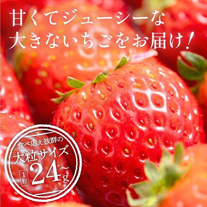 【令和8年産】 かぐや農園の極甘 いちご 大粒 30粒 果物 フルーツ 果実 高設栽培方式 紅ほっぺ かおり野 ロマンベリー お楽しみ 