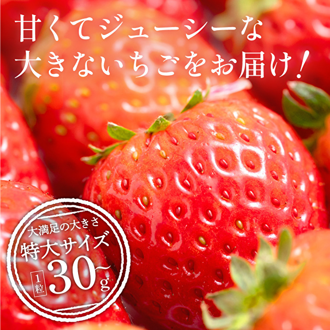 【令和8年産】 かぐや農園の極甘 いちご 特大粒 12粒 果物 フルーツ 果実 高設栽培方式 紅ほっぺ かおり野 ロマンベリー お楽しみ 