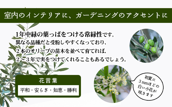 【 小豆島 】小豆島のオリーブ苗木　2本セット　（特大） 地域のお礼の品 