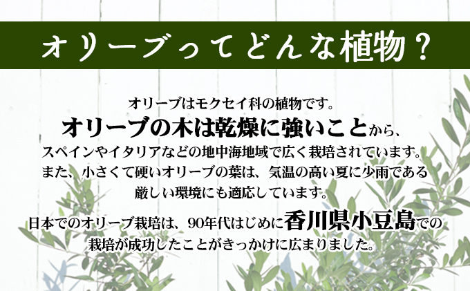 【 小豆島 】小豆島のオリーブ苗木　2本セット（大）