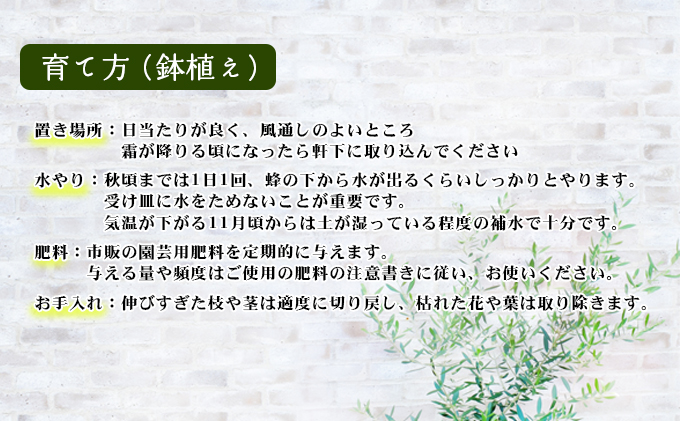 【 小豆島 】小豆島のオリーブ苗木　2本セット（大）