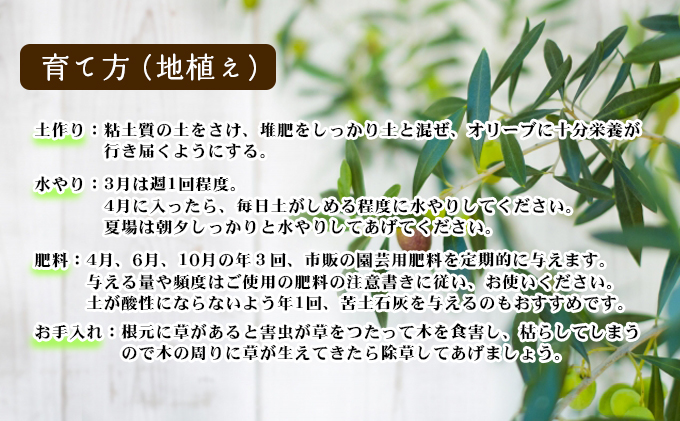 【 小豆島 】小豆島のオリーブ苗木　2本セット（大）