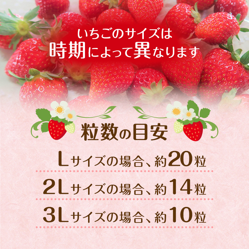 朝どれ いちご 300g 4パック L～3Lサイズ 加西いちご とちおとめ イチゴ 苺 フルーツ 果物 くだもの 季節のフルーツ 旬のフルーツ お届け：2026年1月上旬～2026年2月末