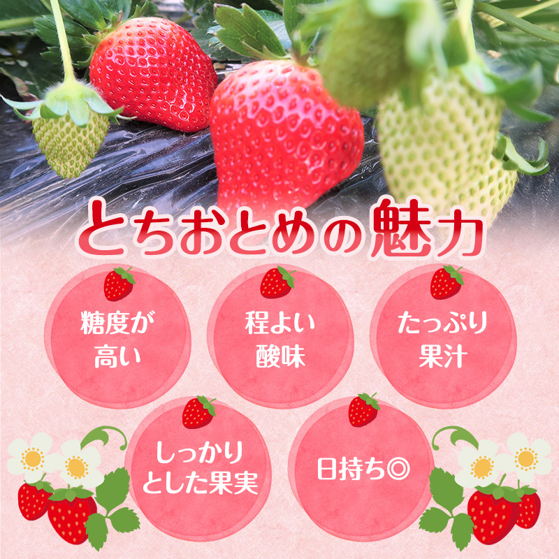 朝どれ いちご 300g 4パック L～3Lサイズ 加西いちご とちおとめ イチゴ 苺 フルーツ 果物 くだもの 季節のフルーツ 旬のフルーツ お届け：2026年1月上旬～2026年2月末