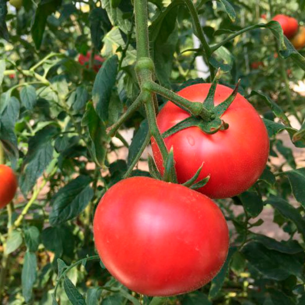 ＜2026年1月下旬より発送＞旬の濃旨フルーツトマト2kg 糖度8～10度 大小混合 詰め合わせ フルーツトマト ふるーつとまと とまと トマト 甘い 濃厚 美味しい 箱詰め 大容量 まとめ買い