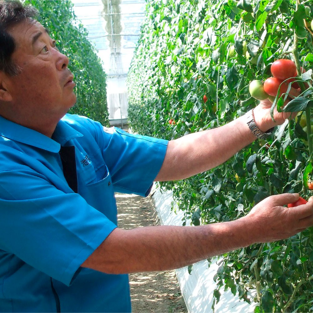 ＜2026年1月下旬より発送＞旬の濃旨フルーツトマト2kg 糖度8～10度 大小混合 詰め合わせ フルーツトマト ふるーつとまと とまと トマト 甘い 濃厚 美味しい 箱詰め 大容量 まとめ買い