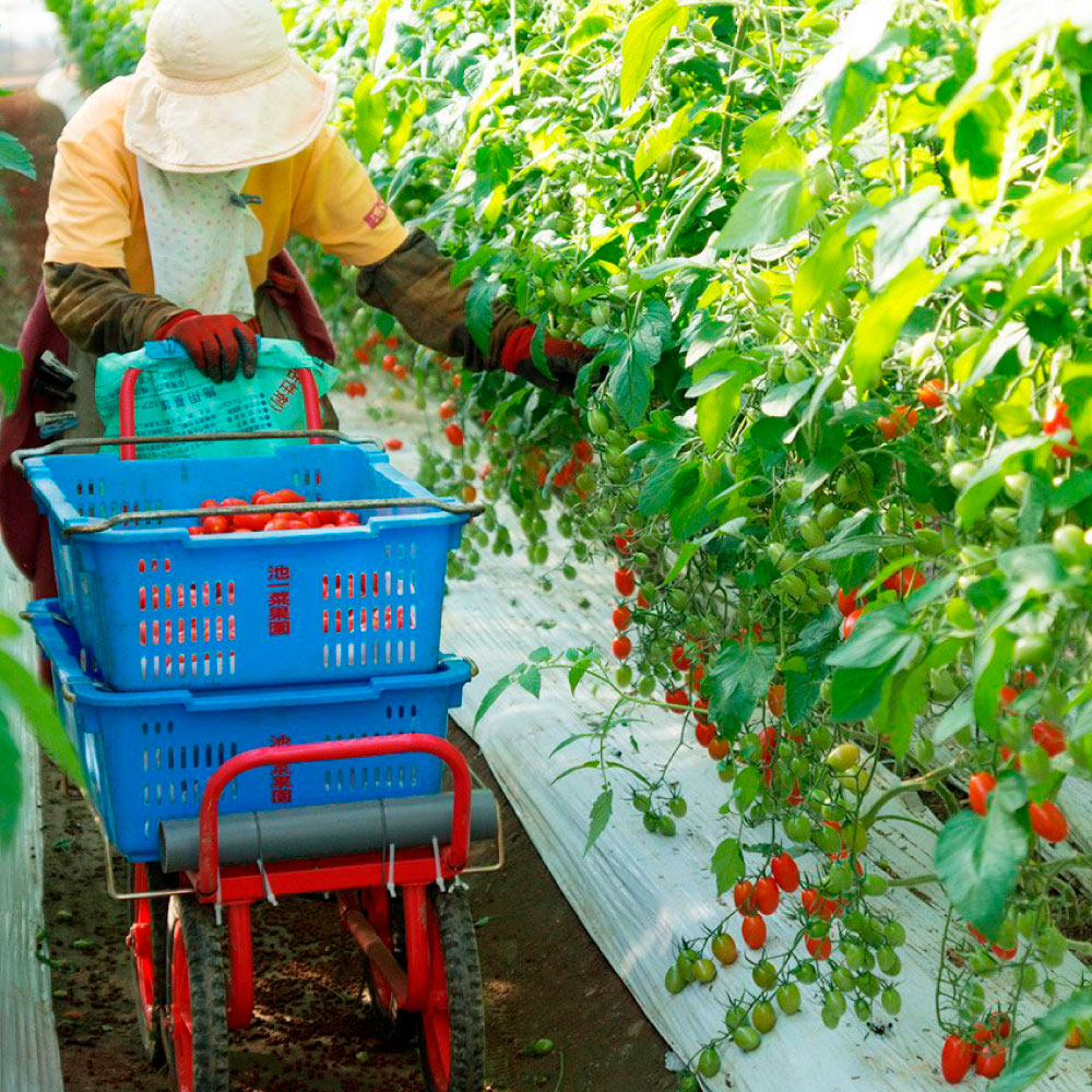 ＜2026年1月下旬より発送＞旬の濃旨フルーツトマト2kg 糖度8～10度 大小混合 詰め合わせ フルーツトマト ふるーつとまと とまと トマト 甘い 濃厚 美味しい 箱詰め 大容量 まとめ買い