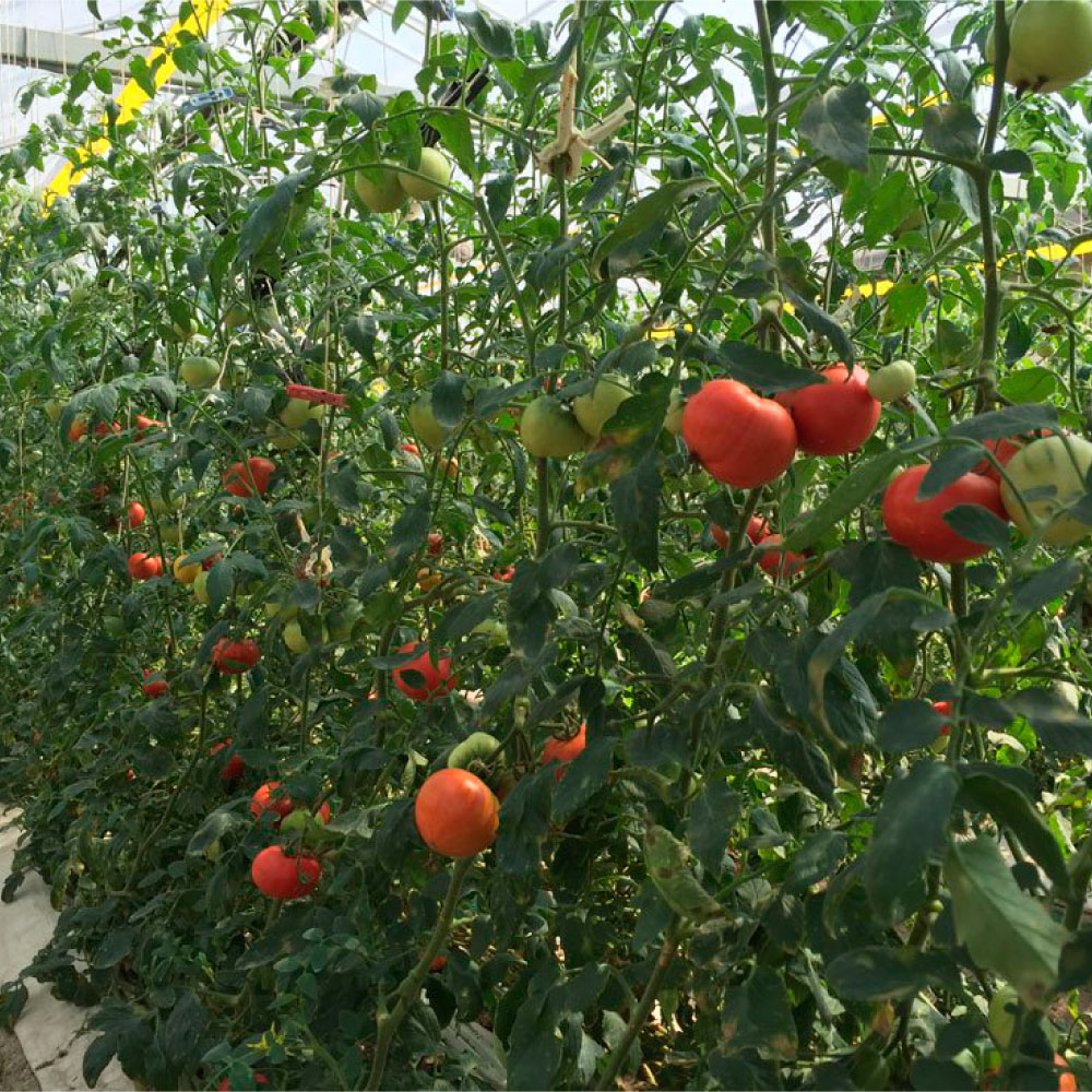 ＜2026年1月下旬より発送＞旬の濃旨フルーツトマト2kg 糖度8～10度 大小混合 詰め合わせ フルーツトマト ふるーつとまと とまと トマト 甘い 濃厚 美味しい 箱詰め 大容量 まとめ買い