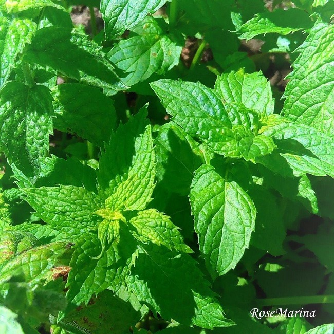 【真夏のミント姫】アロマフレグランス40ml 1個