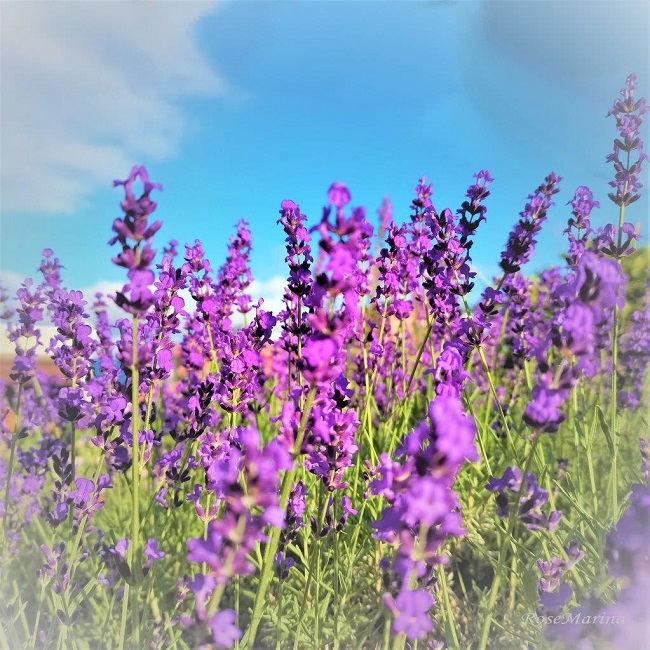 アロマフレグランス3種セット