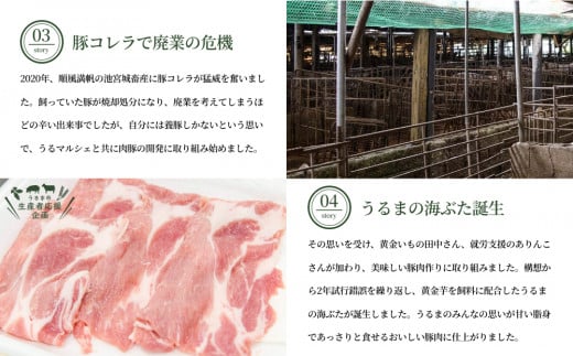 うるまの海ぶた　切り落とし（計2.0kg）