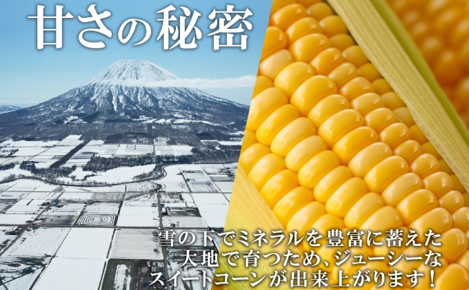 【 2026年 出荷 】 北海道産 朝もぎ イエロー とうもろこし 味来 みらい 2Lサイズ 26本 約10kg 夏野菜 とうきび 新鮮 野菜 トウモロコシ 甘い ギフト 産地直送 コーン 産直 グリーンアースファーム