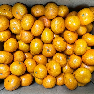 AT6324_ご家庭用　旨味凝縮 有田みかん 約10kg (SS、Sサイズ)【湯浅町】