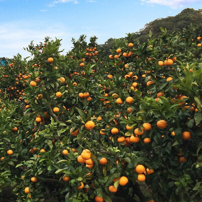 AT6324_ご家庭用　旨味凝縮 有田みかん 約10kg (SS、Sサイズ)【湯浅町】