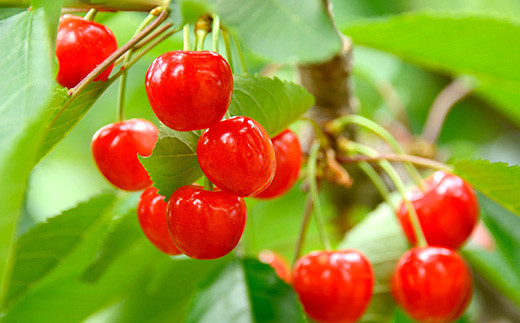 山形県南陽市のふるさと納税 【令和8年産先行予約】 さくらんぼ 「佐藤錦」 約700g (秀 L以上) バラ詰め 《令和8年6月上旬～発送》 『生産者おまかせ』 サクランボ 果物 フルーツ 産地直送 山形県 南陽市 [884]