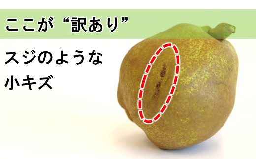 山形県南陽市のふるさと納税 【令和7年産先行予約】 〈訳あり品 家庭用〉 ラ・フランス 約5kg (10～18玉 中～大玉) 《令和7年11月上旬～発送》 『旬の果実 佐藤市右衛門農園』 山形県 南陽市 [1047]