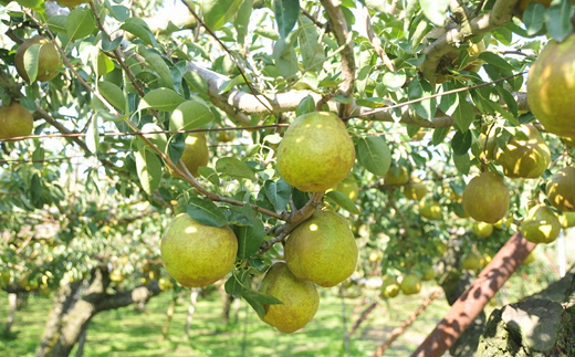 山形県南陽市のふるさと納税 【令和7年産先行予約】 〈訳あり品 家庭用〉 ラ・フランス 約5kg (10～18玉 中～大玉) 《令和7年11月上旬～発送》 『旬の果実 佐藤市右衛門農園』 山形県 南陽市 [1047]