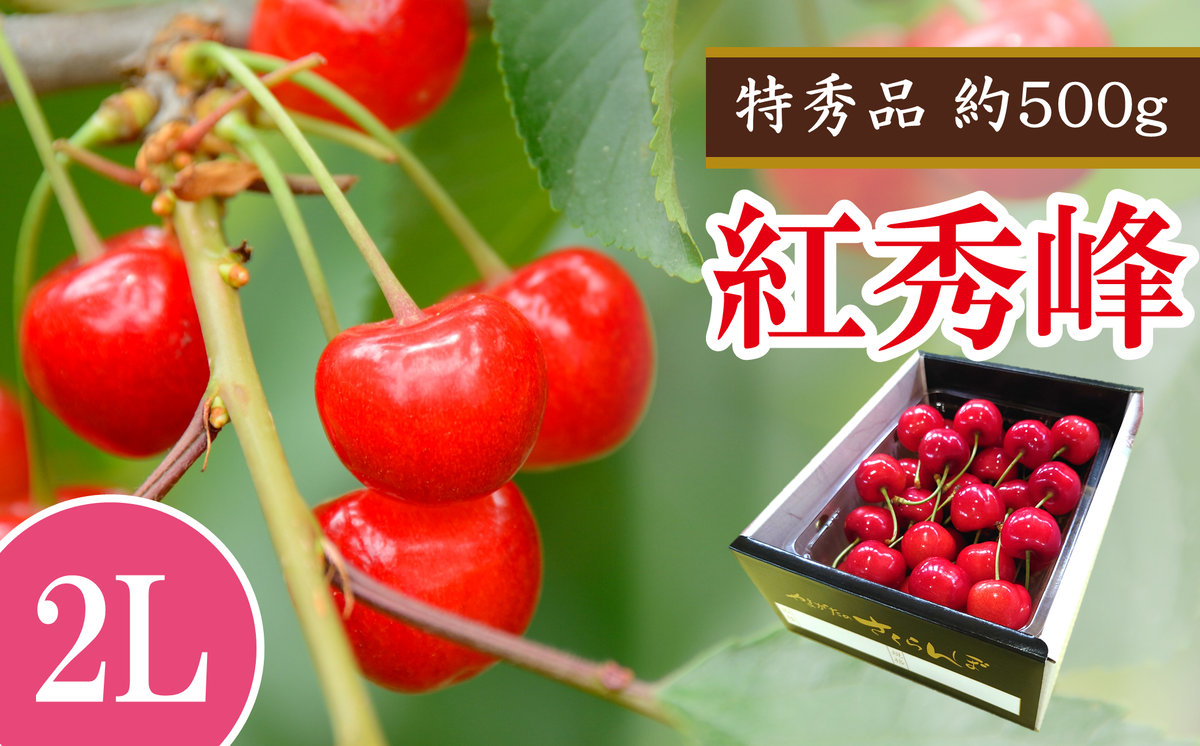 【令和8年産先行予約】 さくらんぼ 「紅秀