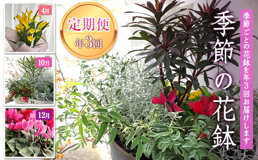 山形県南陽市のふるさと納税  《定期便3回》 南陽市商工会女性部プロデュース 【癒しの宝箱 Cコース】 南陽産 季節の花鉢 定期便 山形県 南陽市 [1552]