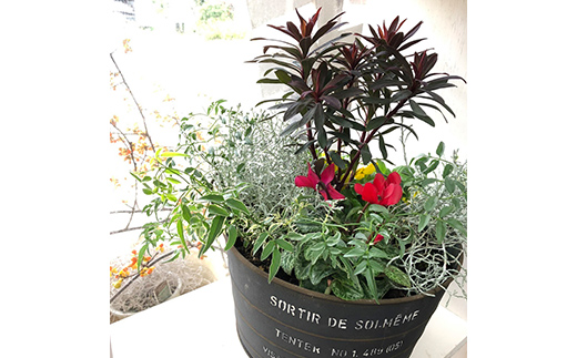 山形県南陽市のふるさと納税  《定期便3回》 南陽市商工会女性部プロデュース 【癒しの宝箱 Cコース】 南陽産 季節の花鉢 定期便 山形県 南陽市 [1552]