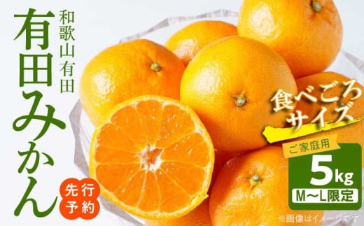 AT6304_ご家庭用　有田みかん 約5kg (M、Lサイズ)【湯浅町】