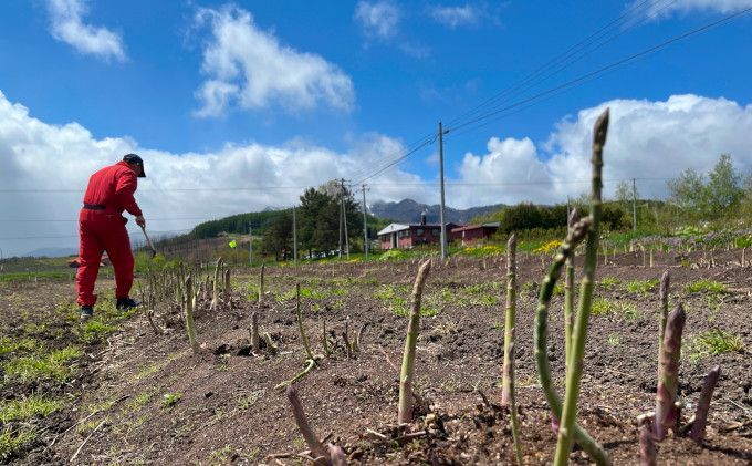 【2026年5月より発送】北海道 富良野市産 アスパラ 緑 (Mサイズ) 約1kg 朝どり 露地 グリーン アスパラガス 詰め合わせ 野菜 新鮮 数量限定 先着順【藏ファーム】
