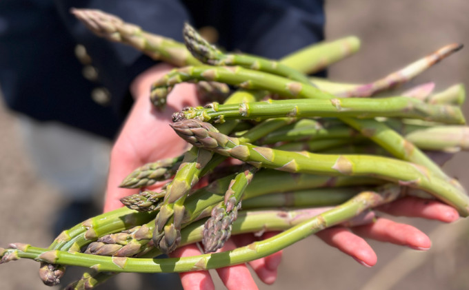 【2026年5月より発送】北海道 富良野市産 アスパラ 緑 (Mサイズ) 約1kg 朝どり 露地 グリーン アスパラガス 詰め合わせ 野菜 新鮮 数量限定 先着順【藏ファーム】