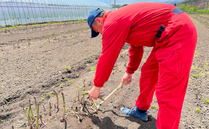 【2026年5月より発送】北海道 富良野市産 アスパラ 緑 (2Lサイズ) 約1.5kg 朝どり 露地 グリーン アスパラガス 詰め合わせ 野菜 新鮮 数量限定 先着順【藏ファーム】