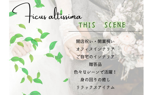 沖縄の観葉植物 人気のフィカス フランスゴム7号 角鉢